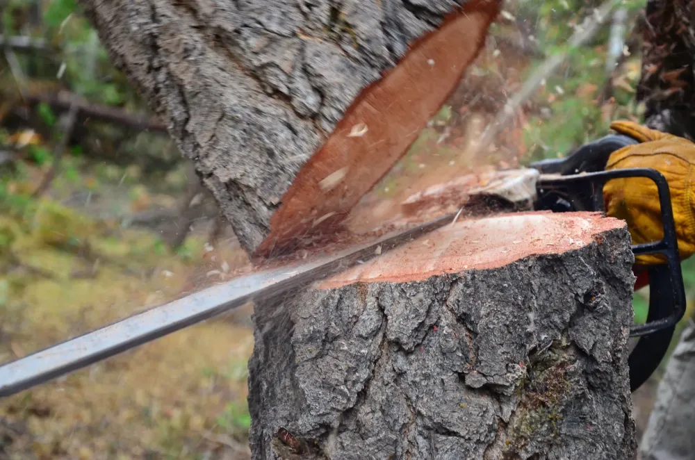 Abattage arbre à Billère