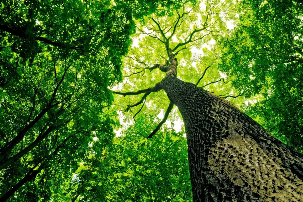 Élagage arbre à Billère